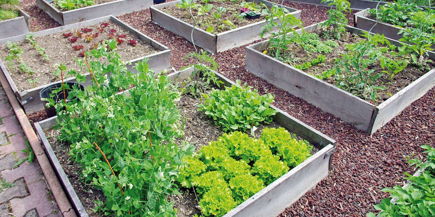 Carré potager