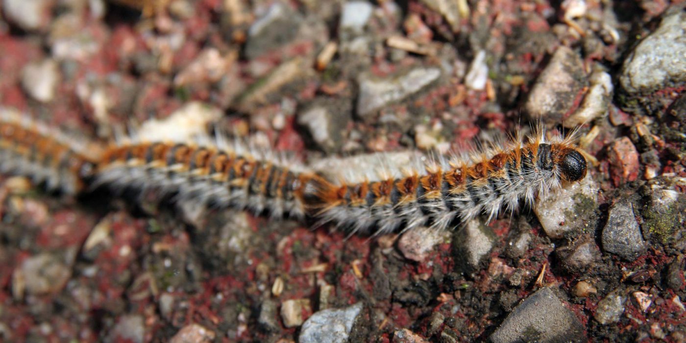 Chenille processionnaire du pin