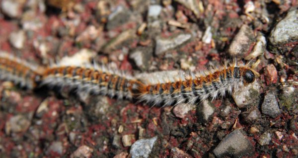 Chenille processionnaire du pin