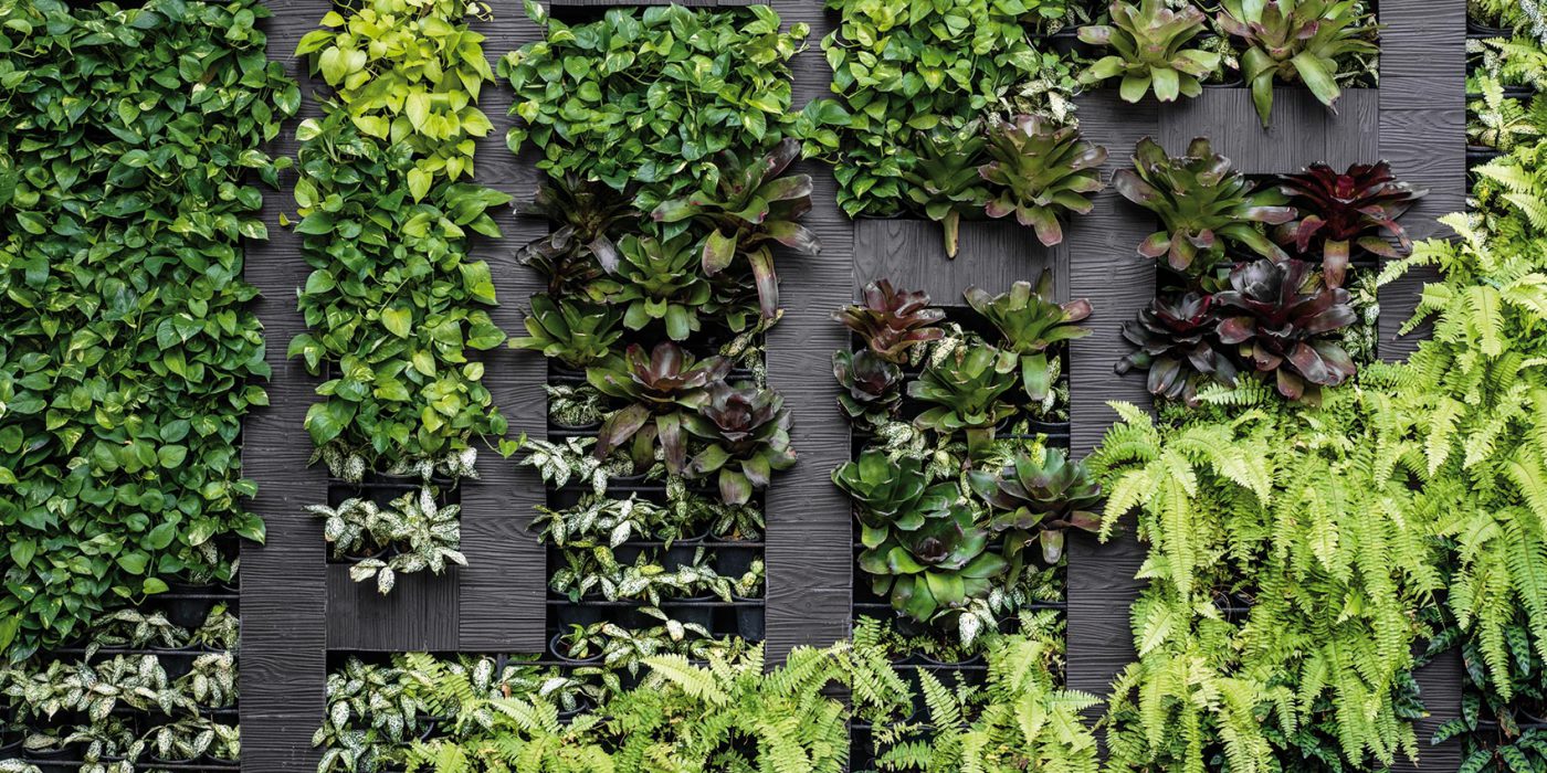 mur vegetalise
