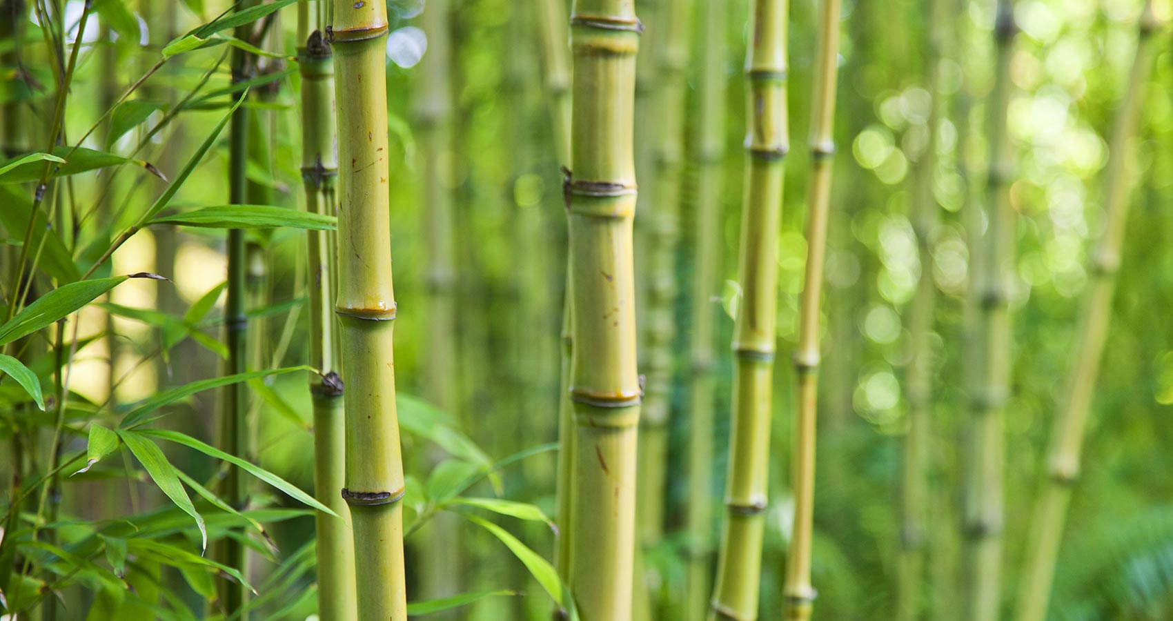 Plantation du bambou  dans votre jardin avantages et conseils