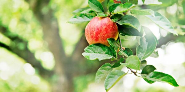 Taille des arbres fruitiers