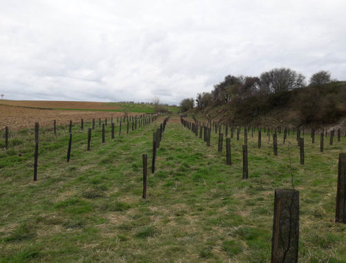 Paysagiste à Guines, Verdin Espaces Verts