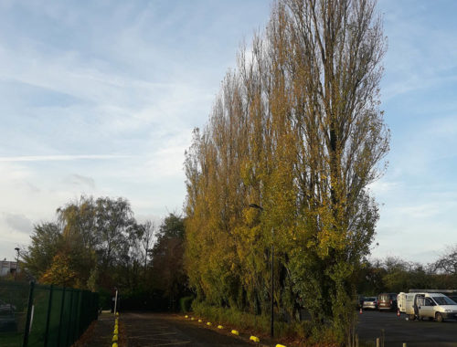 Paysagiste à Guines, Verdin Espaces Verts