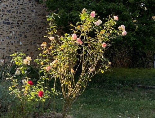 Paysagiste à Paris, Giardinist