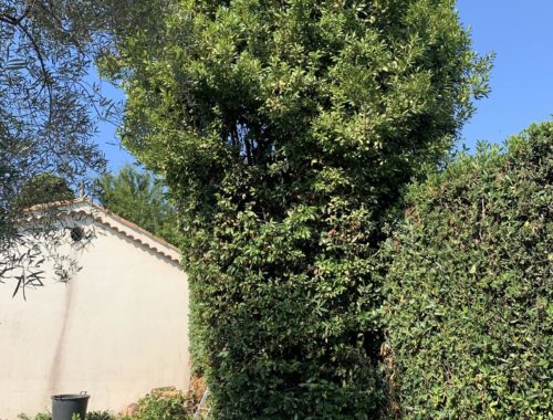 Lovazzani Jardin, paysagiste à Grasse