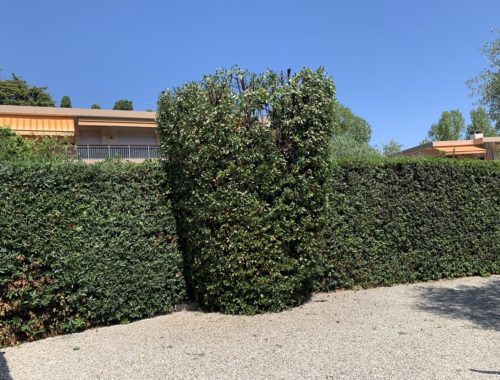 Lovazzani Jardin, paysagiste à Grasse