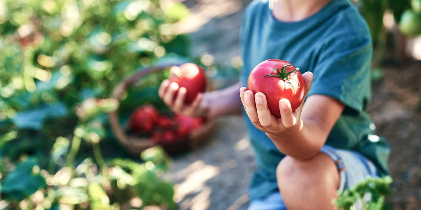 Jardin potager