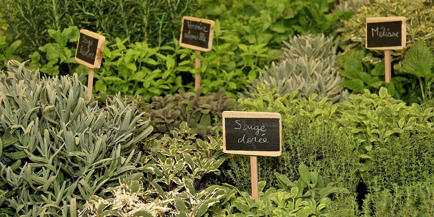 jardin aromatique