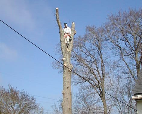 Elagueur Atout Arbre à Cordemais